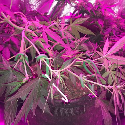 Sour Diesel Auto growlog photo: 19:00- LST refeito em todos os nos que ja estavam amarrados e + quatro.