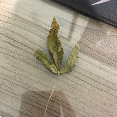 Gorilla Glue Auto growlog photo: 18:30- Quando foi feito o LST novo, notou-se que 2 folhas haviam se soltado. Primeiras a caírem.