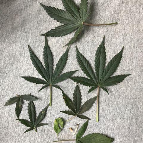 Gorilla Glue Auto growlog photo: 12:30- Defoliation -8 folhas.