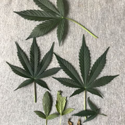 Sour Diesel Auto growlog photo: 12:30-