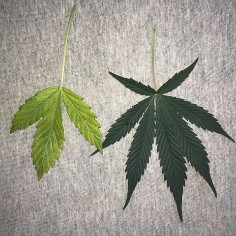 Sour Diesel Auto growlog photo: 17:30- Defoliation - 2 folhas.