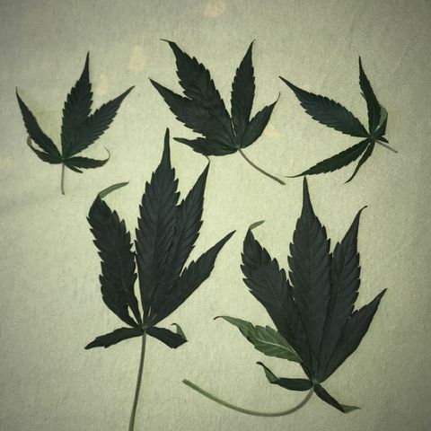 Sour Diesel Auto growlog photo: 14:00- Defoliation - 5 folhas q estavam bloqueando.