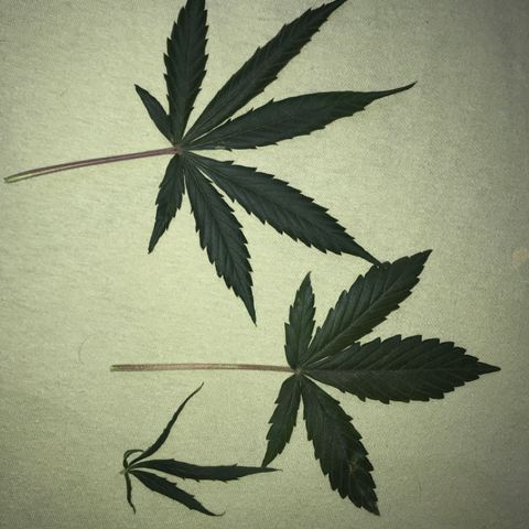 Gorilla Glue Auto growlog photo: 14:20- Defoliation - 3 folhas.