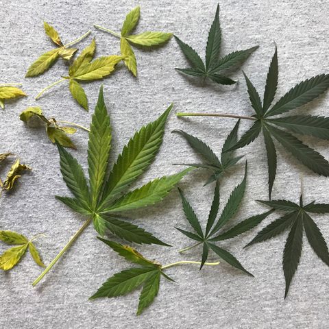 Sour Diesel Auto growlog photo: 17:30- Defoliation - 14 folhas, algumas já mortas outras retiradas por estar tapando buds que vão crescer.
