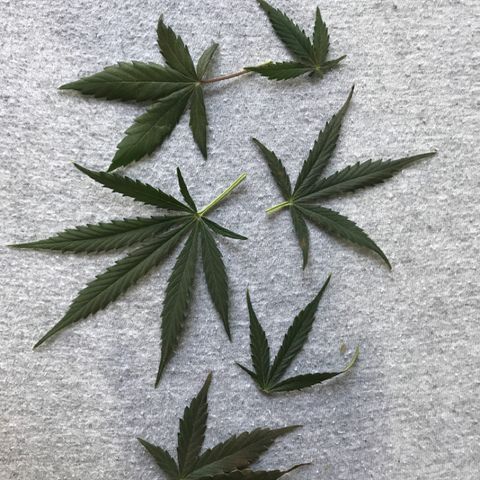 Gorilla Glue Auto growlog photo: 17:30- Defoliation -6 folhas. Tapando buds que engordam.