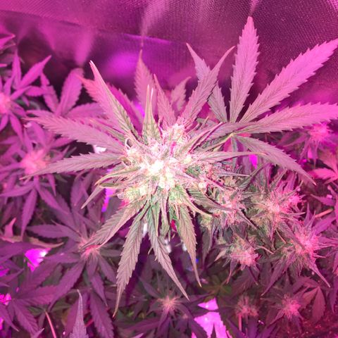 Gorilla Glue Auto growlog photo: 

15:20- 