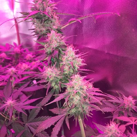 Gorilla Glue Auto growlog photo: 

15:20- 