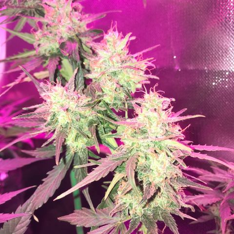 Gorilla Glue Auto growlog photo: 

15:20- 