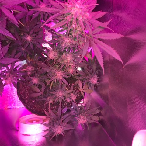 Gorilla Glue Auto growlog photo: 

15:20- 