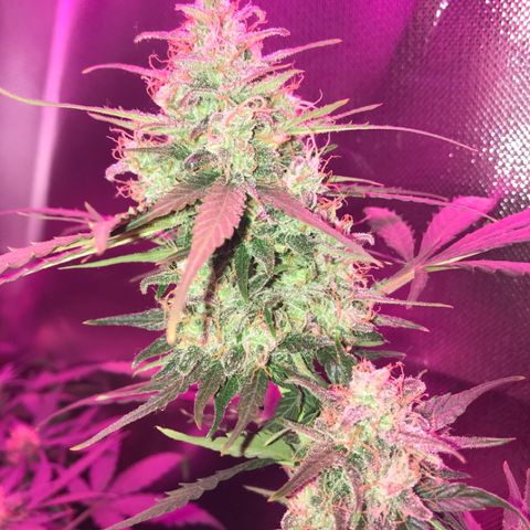 Gorilla Glue Auto growlog photo: 

15:20- 