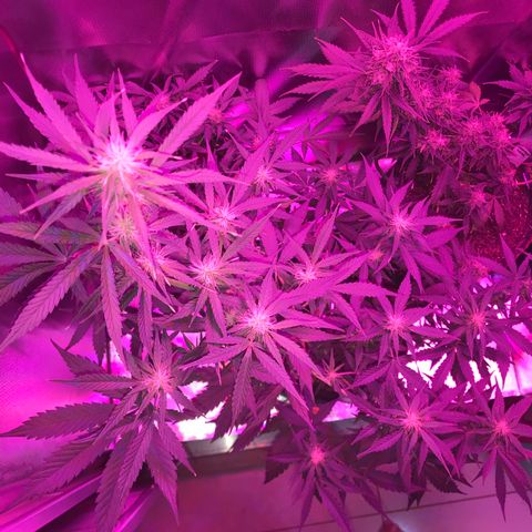 Sour Diesel Auto growlog photo: 15:20-