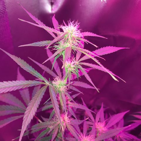Sour Diesel Auto growlog photo: 15:20-
