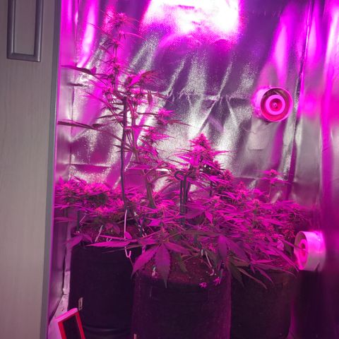 Sour Diesel Auto growlog photo: 15:20-