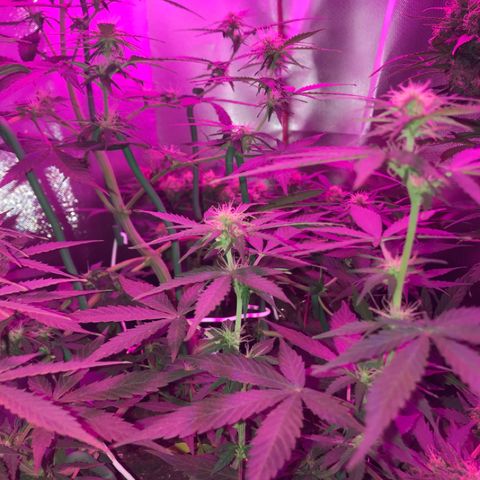 Sour Diesel Auto growlog photo: 15:20-