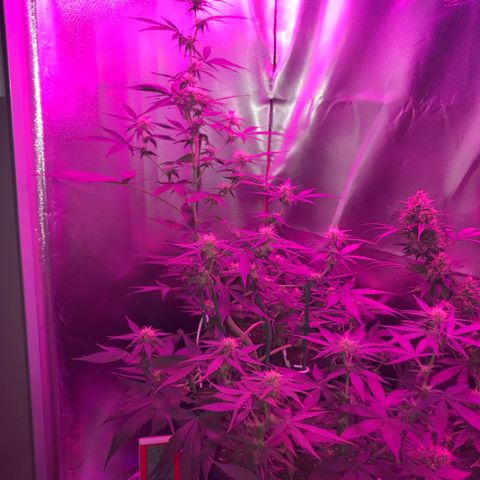 Sour Diesel Auto growlog photo: 15:20-