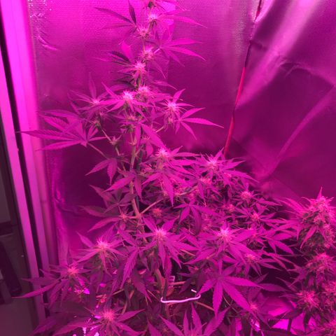 Sour Diesel Auto growlog photo: 15:20-