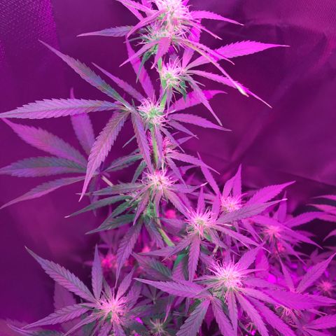 Sour Diesel Auto growlog photo: 15:20-