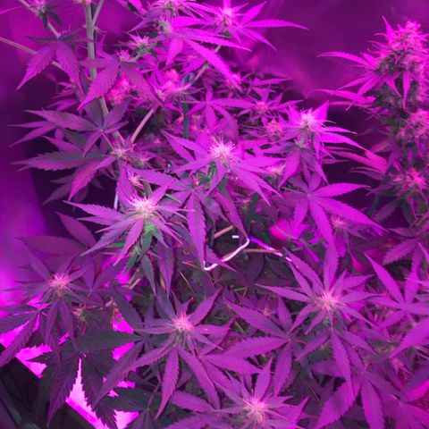 Sour Diesel Auto growlog photo: 15:20-