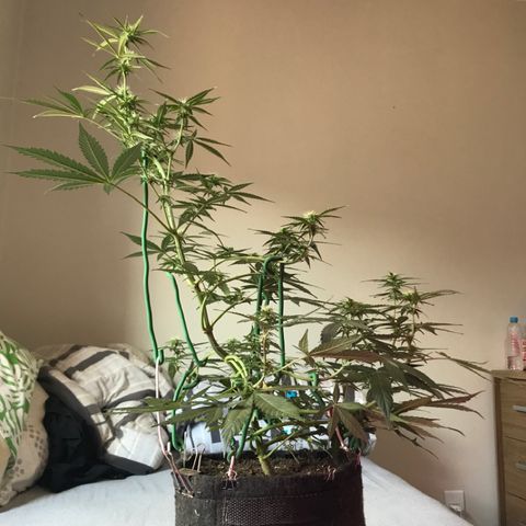 Sour Diesel Auto growlog photo: 15:20