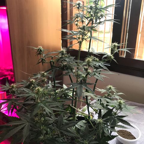 Sour Diesel Auto growlog photo: 15:20