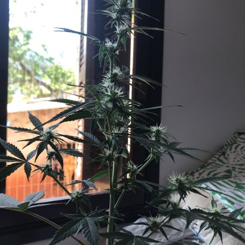 Sour Diesel Auto growlog photo: 15:20