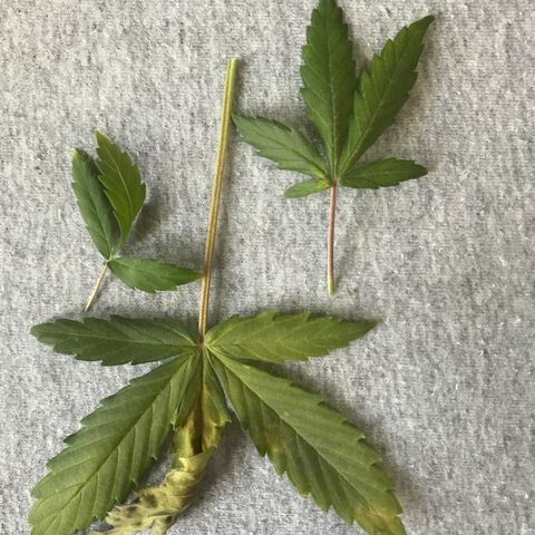 Gorilla Glue Auto growlog photo: 16:20- Defoliation -3 folhas.