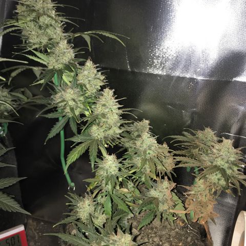 Gorilla Glue Auto growlog timeline photo