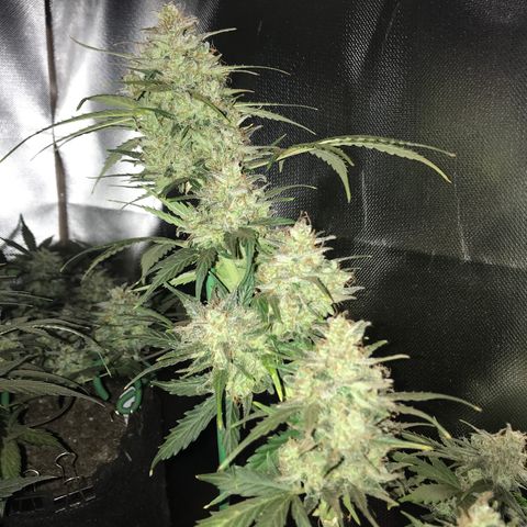 Gorilla Glue Auto growlog timeline photo