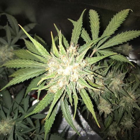 Gorilla Glue Auto growlog timeline photo