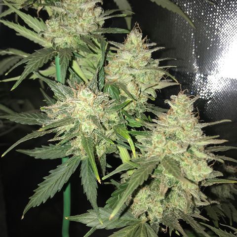 Gorilla Glue Auto growlog timeline photo