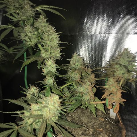 Gorilla Glue Auto growlog timeline photo