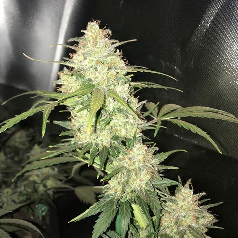 Gorilla Glue Auto growlog timeline photo