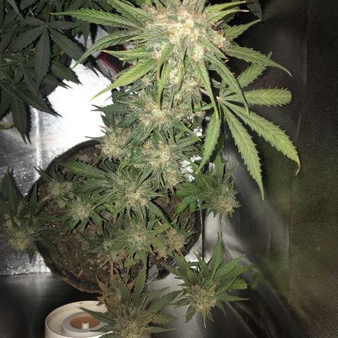 Gorilla Glue Auto growlog timeline photo