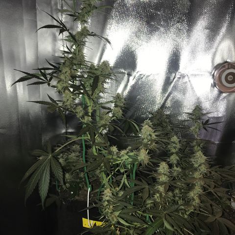 Sour Diesel Auto growlog timeline photo