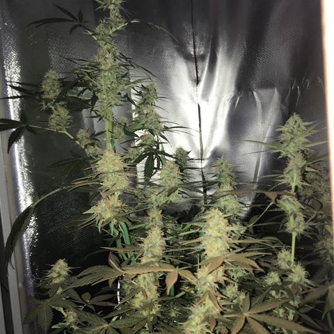 Sour Diesel Auto growlog timeline photo