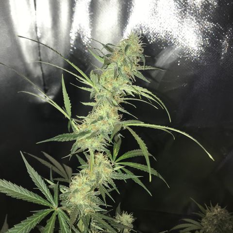 Sour Diesel Auto growlog timeline photo