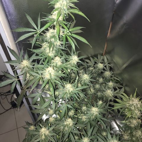 Sour Diesel Auto growlog timeline photo