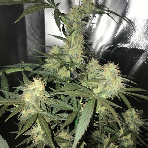 Sour Diesel Auto growlog timeline photo