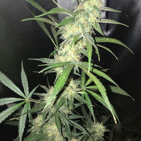 Sour Diesel Auto growlog timeline photo