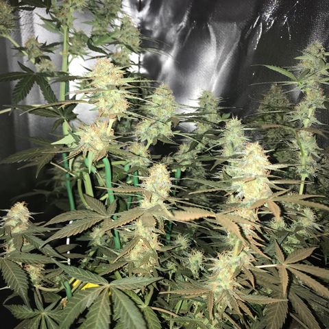 Sour Diesel Auto growlog timeline photo