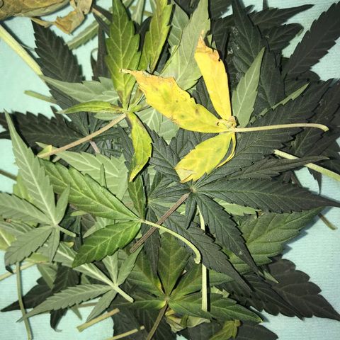 Sour Diesel Auto growlog photo: 15:00- Defoliation -41 folhas.