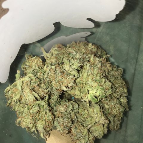 Gorilla Glue Auto growlog photo: 17:30- 16,9g sem trim 
             15,4g manicurada c trim 

*OBS: Cuidar mais na hora da seca, tanto a lua quanto a RU 60% 50%, nos dias iniciais, colher em LUA CHEIA.