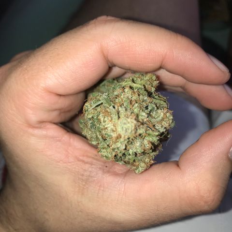 Gorilla Glue Auto growlog photo: 17:30- 16,9g sem trim 
             15,4g manicurada c trim 

*OBS: Cuidar mais na hora da seca, tanto a lua quanto a RU 60% 50%, nos dias iniciais, colher em LUA CHEIA.