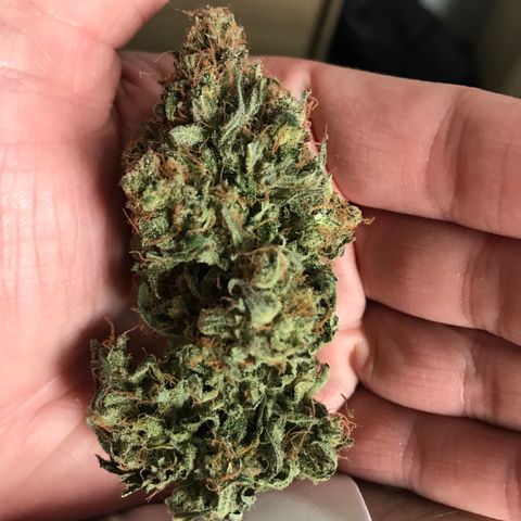 Gorilla Glue Auto growlog photo: 17:30- 16,9g sem trim 
             15,4g manicurada c trim 

*OBS: Cuidar mais na hora da seca, tanto a lua quanto a RU 60% 50%, nos dias iniciais, colher em LUA CHEIA.