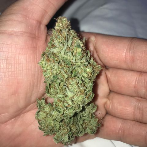 Gorilla Glue Auto growlog photo: 17:30- 16,9g sem trim 
             15,4g manicurada c trim 

*OBS: Cuidar mais na hora da seca, tanto a lua quanto a RU 60% 50%, nos dias iniciais, colher em LUA CHEIA.