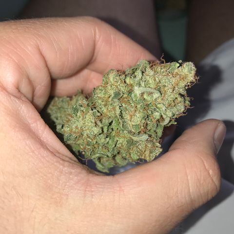 Gorilla Glue Auto growlog photo: 17:30- 16,9g sem trim 
             15,4g manicurada c trim 

*OBS: Cuidar mais na hora da seca, tanto a lua quanto a RU 60% 50%, nos dias iniciais, colher em LUA CHEIA.