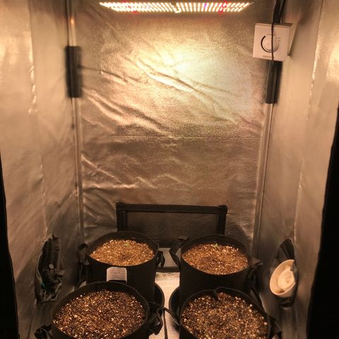 Jack Herer Autoflowering growlog photo: 20:31: Nova QB 120w Master Plants