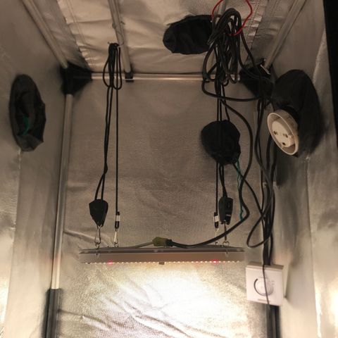 Jack Herer Autoflowering growlog timeline photo