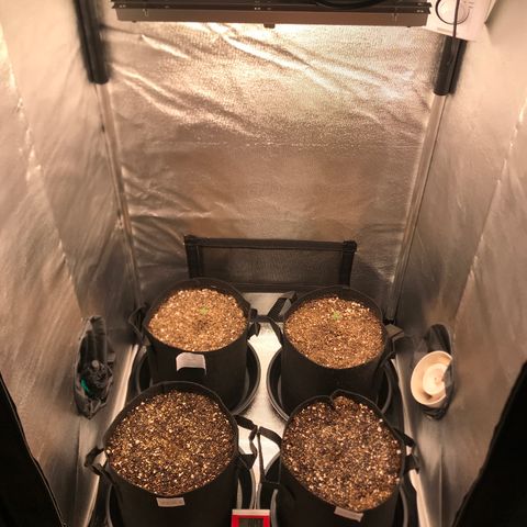 Jack Herer Autoflowering growlog timeline photo