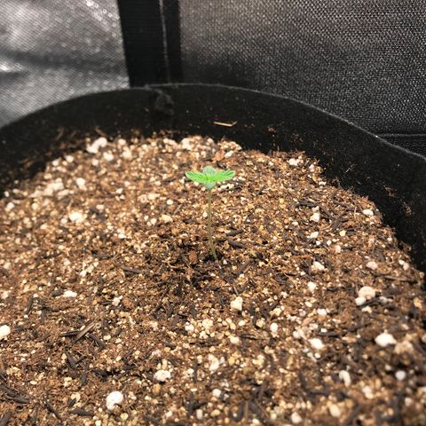 Jack Herer Autoflowering growlog photo: 20:36- Só alegria.